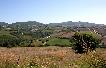 Typical sweet rolling hills of Marche